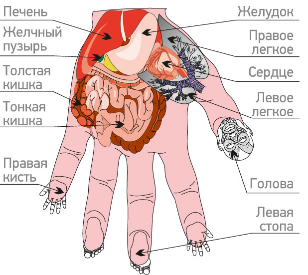 проекция органов человека на руку